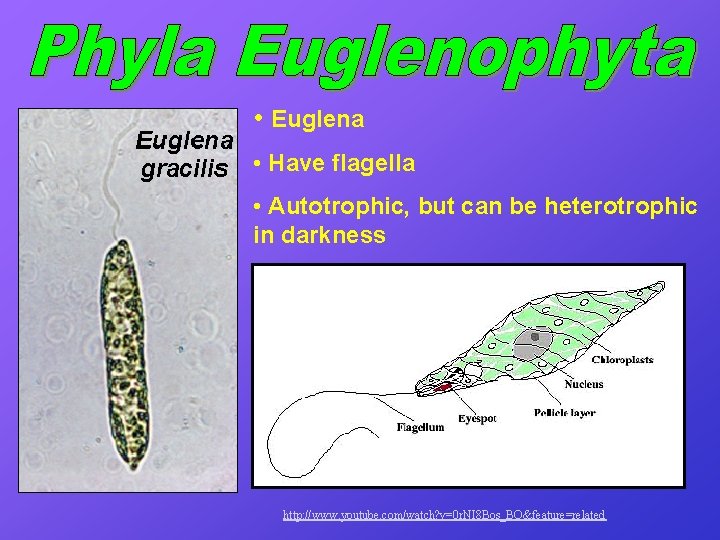  • Euglena • Have flagella • Autotrophic, but can be heterotrophic in darkness