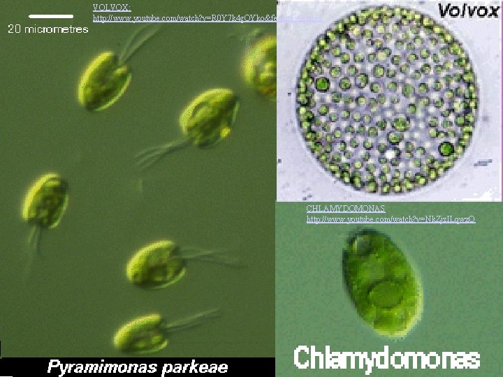 VOLVOX: http: //www. youtube. com/watch? v=R 0 Y 7 k 4 g. OYko&feature=related CHLAMYDOMONAS