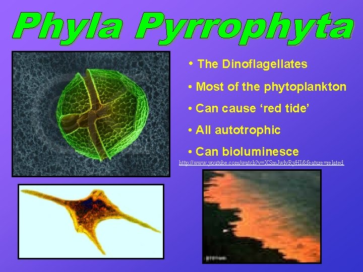  • The Dinoflagellates • Most of the phytoplankton • Can cause ‘red tide’