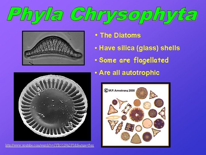  • The Diatoms • Have silica (glass) shells • Some are flagellated •