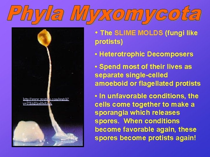  • The SLIME MOLDS (fungi like SLIME MOLDS protists) • Heterotrophic Decomposers •