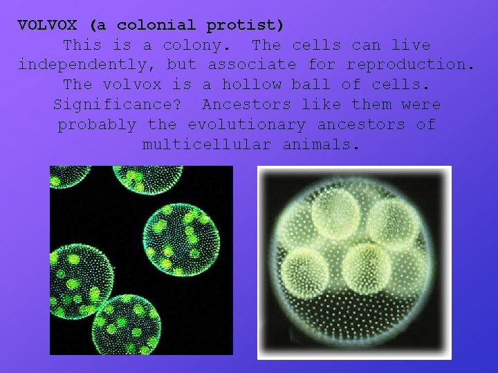 VOLVOX (a colonial protist) This is a colony. The cells can live independently, but