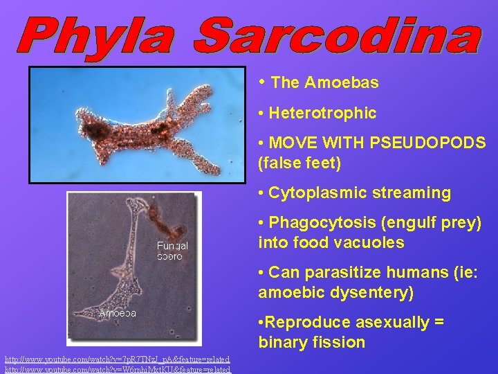  • The Amoebas • Heterotrophic • MOVE WITH PSEUDOPODS (false feet) • Cytoplasmic