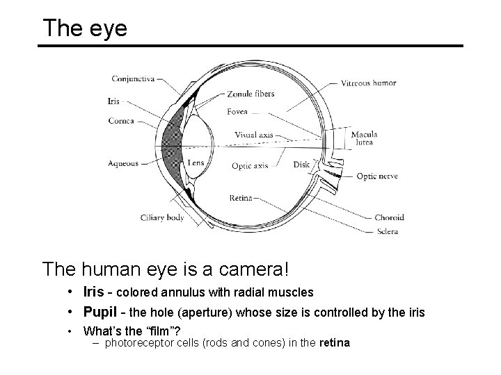 The eye The human eye is a camera! • Iris - colored annulus with