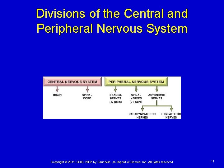 Divisions of the Central and Peripheral Nervous System Copyright © 2011, 2008, 2005 by