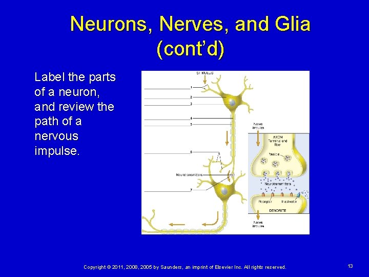 Neurons, Nerves, and Glia (cont’d) Label the parts of a neuron, and review the