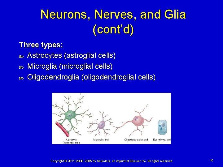 Neurons, Nerves, and Glia (cont’d) Three types: Astrocytes (astroglial cells) Microglia (microglial cells) Oligodendroglia