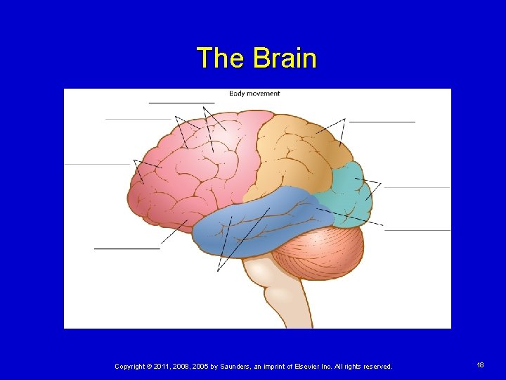 The Brain Copyright © 2011, 2008, 2005 by Saunders, an imprint of Elsevier Inc.