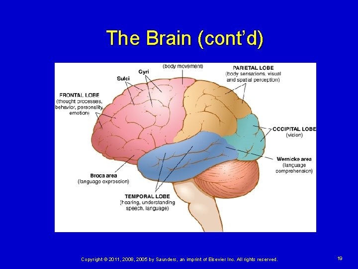 The Brain (cont’d) Copyright © 2011, 2008, 2005 by Saunders, an imprint of Elsevier