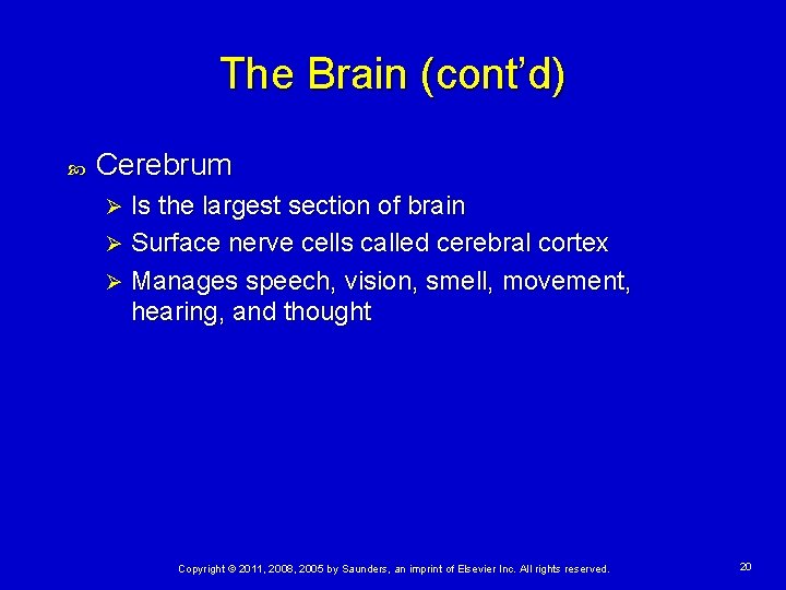 The Brain (cont’d) Cerebrum Is the largest section of brain Ø Surface nerve cells