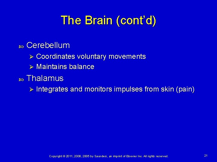 The Brain (cont’d) Cerebellum Coordinates voluntary movements Ø Maintains balance Ø Thalamus Ø Integrates