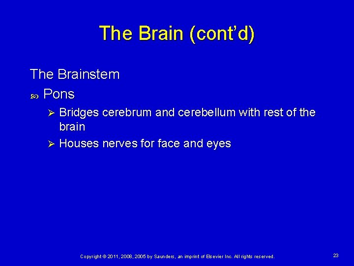 The Brain (cont’d) The Brainstem Pons Bridges cerebrum and cerebellum with rest of the