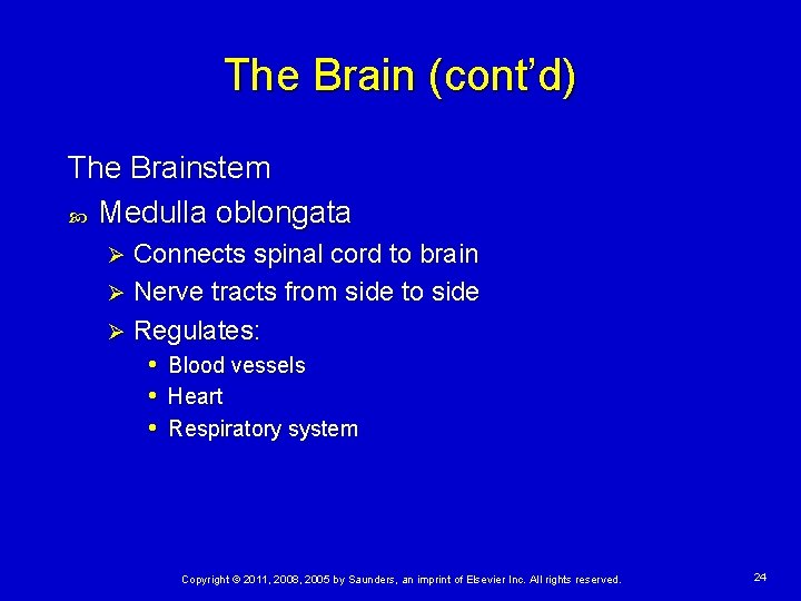 The Brain (cont’d) The Brainstem Medulla oblongata Connects spinal cord to brain Ø Nerve