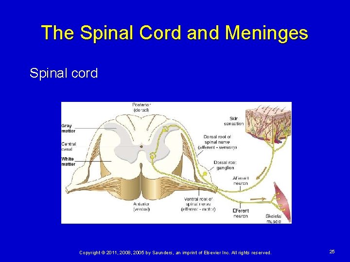 The Spinal Cord and Meninges Spinal cord Copyright © 2011, 2008, 2005 by Saunders,