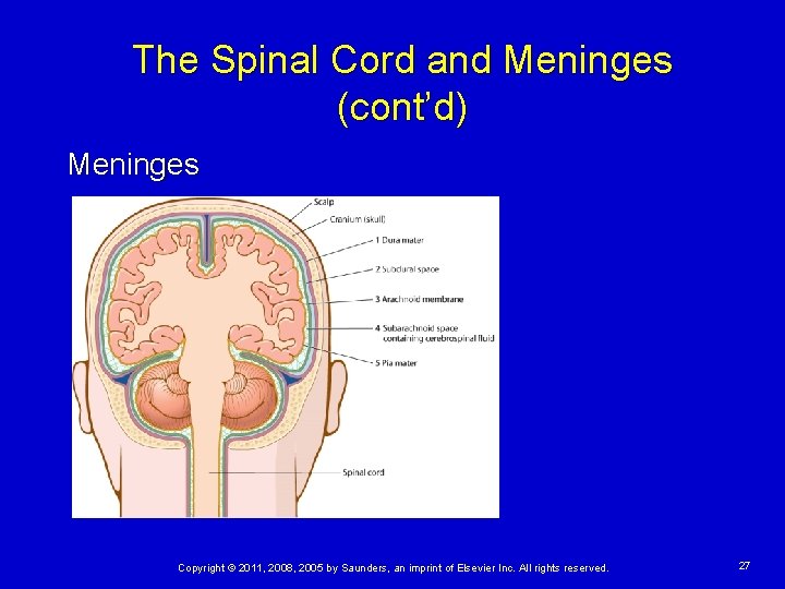 The Spinal Cord and Meninges (cont’d) Meninges Copyright © 2011, 2008, 2005 by Saunders,