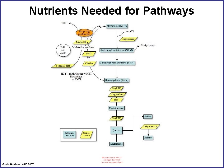 Nutrients Needed for Pathways ©Julie Matthews, CNC 2007 