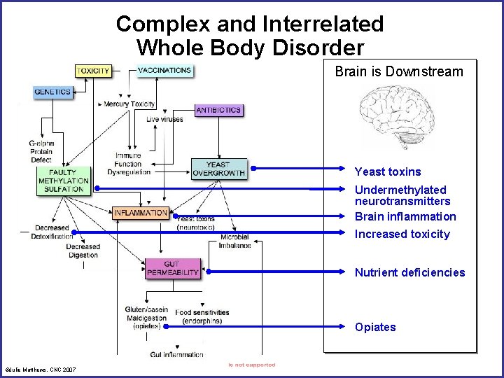 Complex and Interrelated Whole Body Disorder Brain is Downstream Yeast toxins Undermethylated neurotransmitters Brain