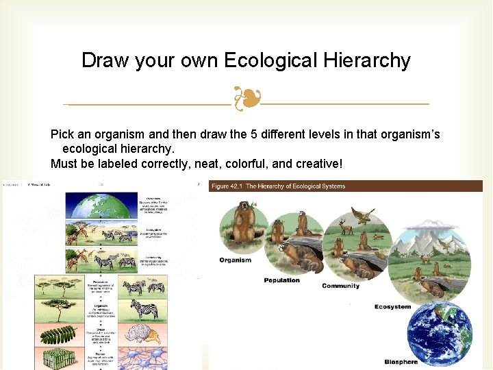 Draw your own Ecological Hierarchy ❧ Pick an organism and then draw the 5