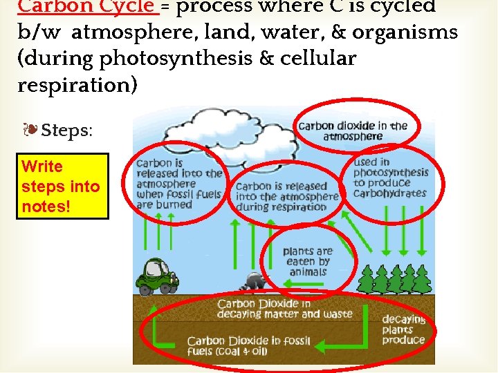 Carbon Cycle = process where C is cycled b/w atmosphere, land, water, & organisms