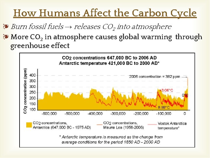 How Humans Affect the Carbon Cycle ❧ Burn fossil fuels → releases CO 2