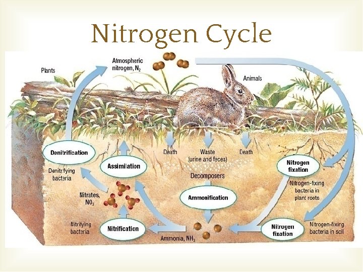 Nitrogen Cycle Nitrogen Cycle