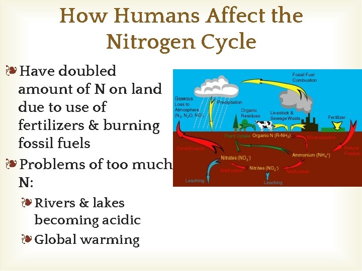 How Humans Affect the Nitrogen Cycle ❧Have doubled amount of N on land due