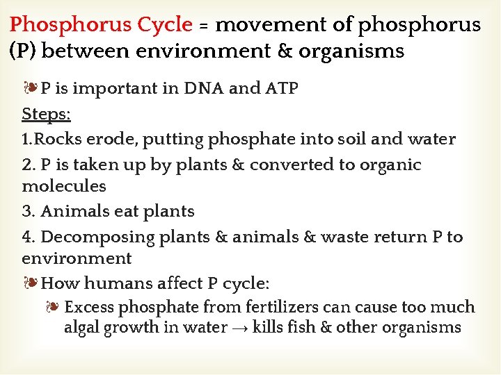 Phosphorus Cycle = movement of phosphorus (P) between environment & organisms ❧P is important