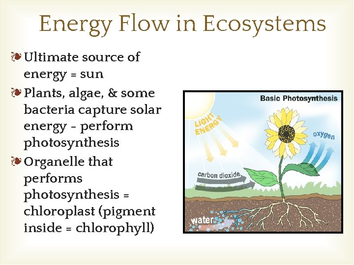 Energy Flow in Ecosystems ❧Ultimate source of energy = sun ❧Plants, algae, & some