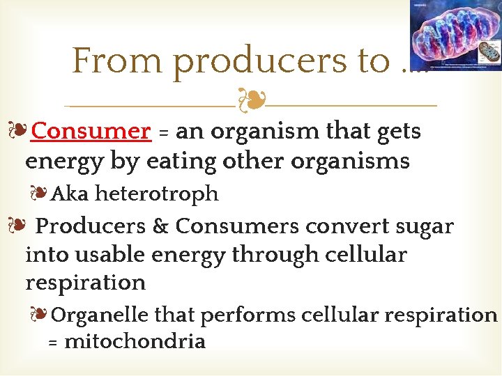 From producers to …. ❧ ❧Consumer = an organism that gets energy by eating