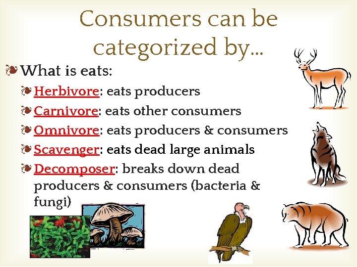 Consumers can be categorized by… ❧What is eats: ❧Herbivore: eats producers ❧Carnivore: eats other