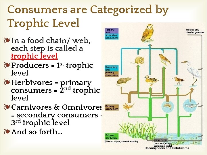 Consumers are Categorized by Trophic Level ❧In a food chain/ web, each step is