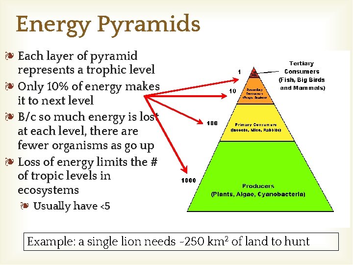 Energy Pyramids ❧ Each layer of pyramid represents a trophic level ❧ Only 10%