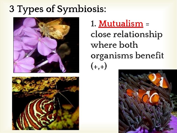 3 Types of Symbiosis: 1. Mutualism = close relationship where both organisms benefit (+,