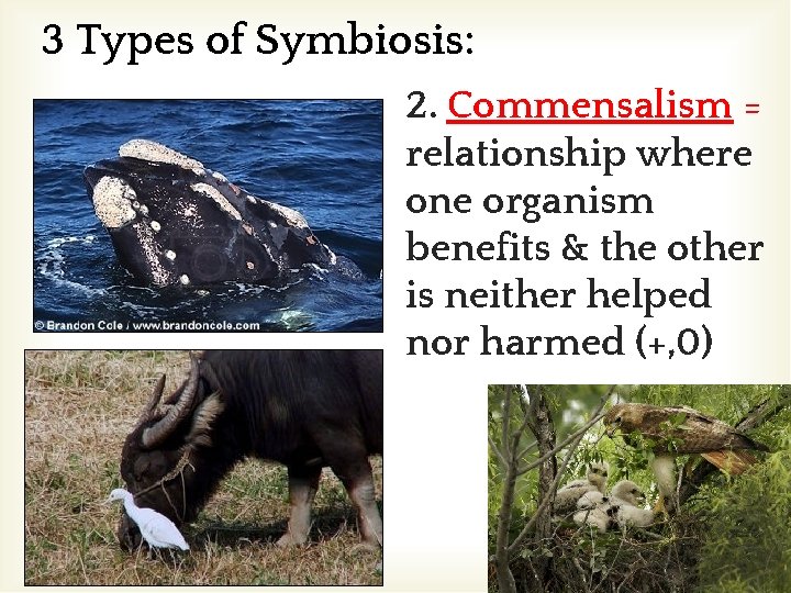 3 Types of Symbiosis: 2. Commensalism = relationship where one organism benefits & the