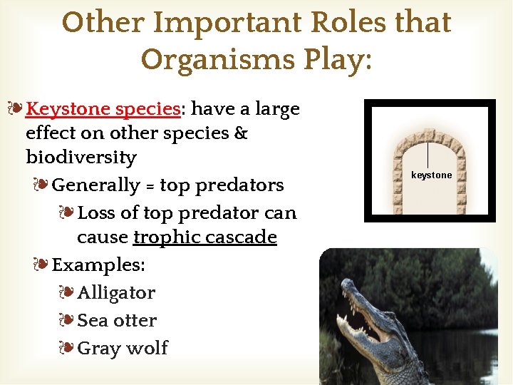 Other Important Roles that Organisms Play: ❧Keystone species: have a large effect on other