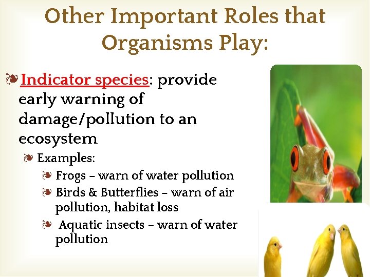 Other Important Roles that Organisms Play: ❧Indicator species: provide early warning of damage/pollution to