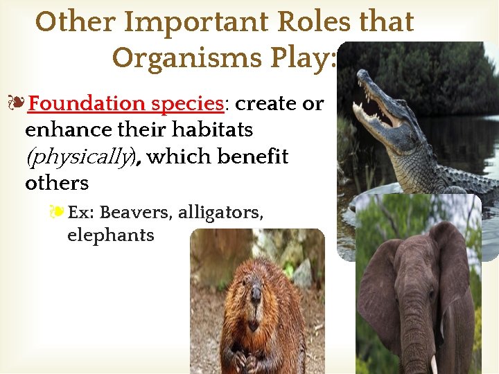 Other Important Roles that Organisms Play: ❧Foundation species: create or enhance their habitats (physically),