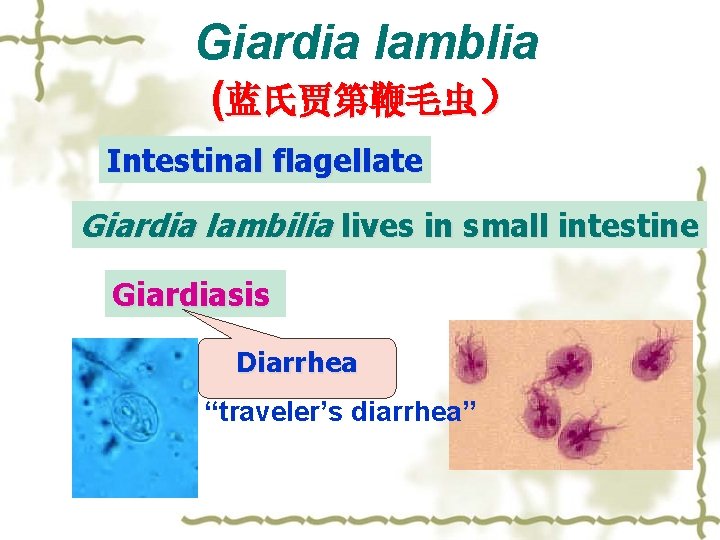 Giardia lamblia (蓝氏贾第鞭毛虫） Intestinal flagellate Giardia lambilia lives in small intestine Giardiasis Diarrhea “traveler’s