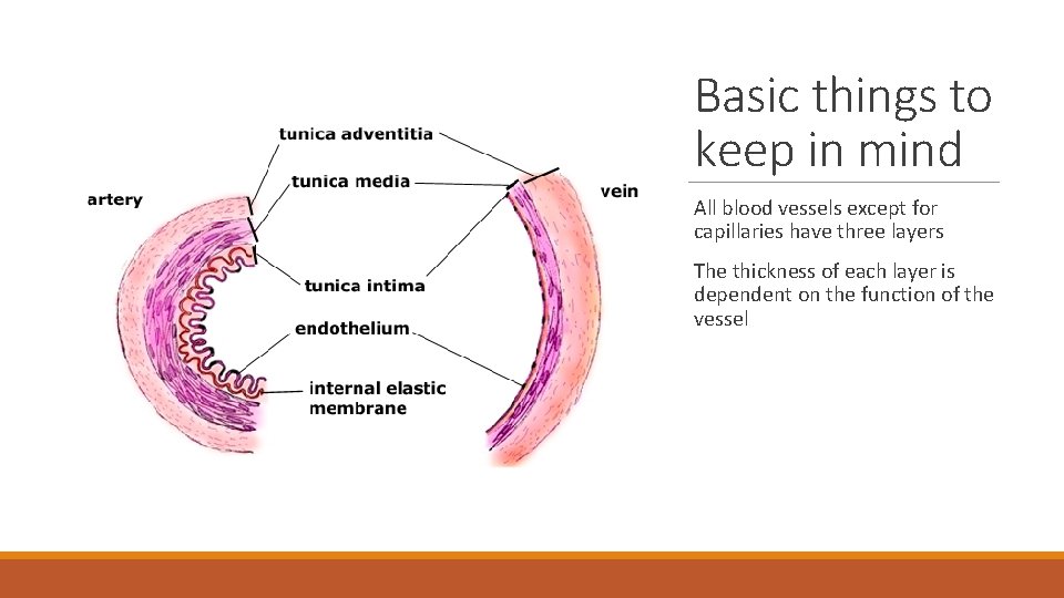 Basic things to keep in mind All blood vessels except for capillaries have three