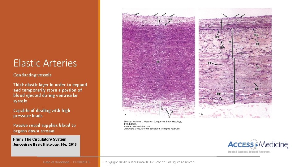 Elastic Arteries Conducting vessels Thick elastic layer in order to expand temporarily store a