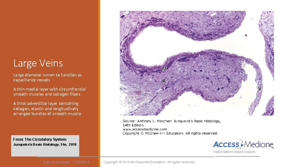 Large Veins Large diameter lumen to function as capacitance vessels A thin medial layer