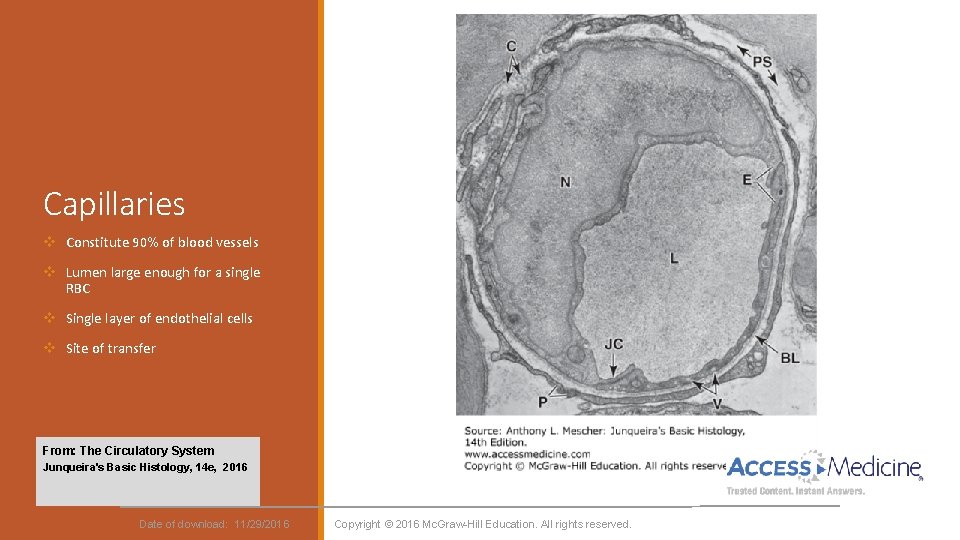 Capillaries v Constitute 90% of blood vessels v Lumen large enough for a single