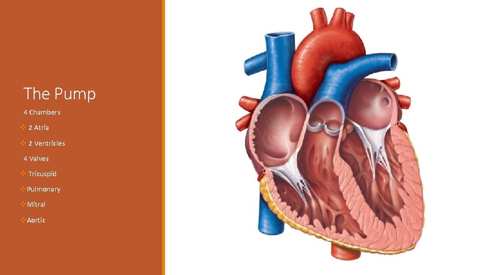 The Pump 4 Chambers v 2 Atria v 2 Ventricles 4 Valves v Tricuspid