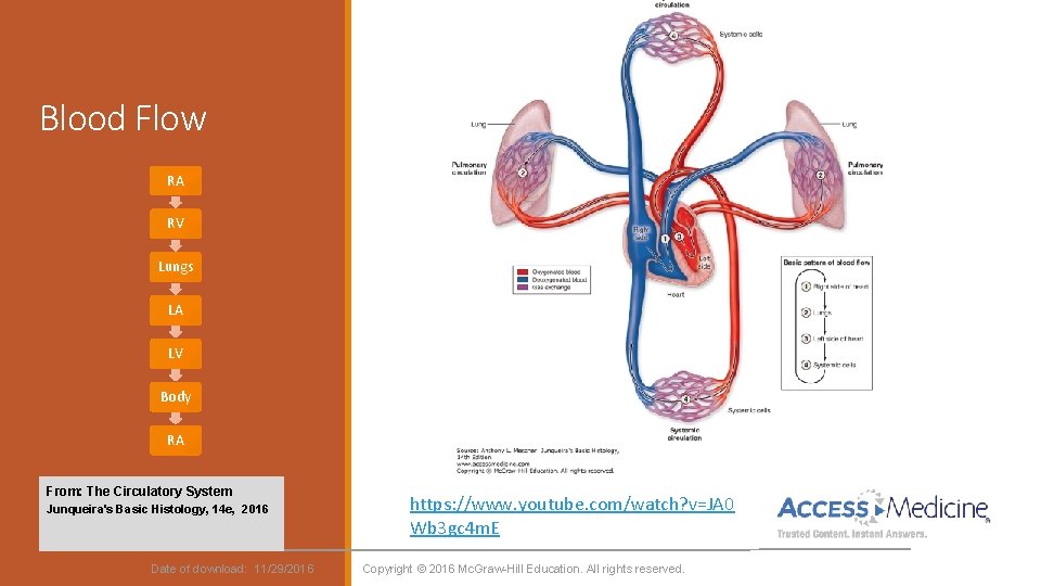 Blood Flow RA RV Lungs LA LV Body RA From: The Circulatory System Junqueira's