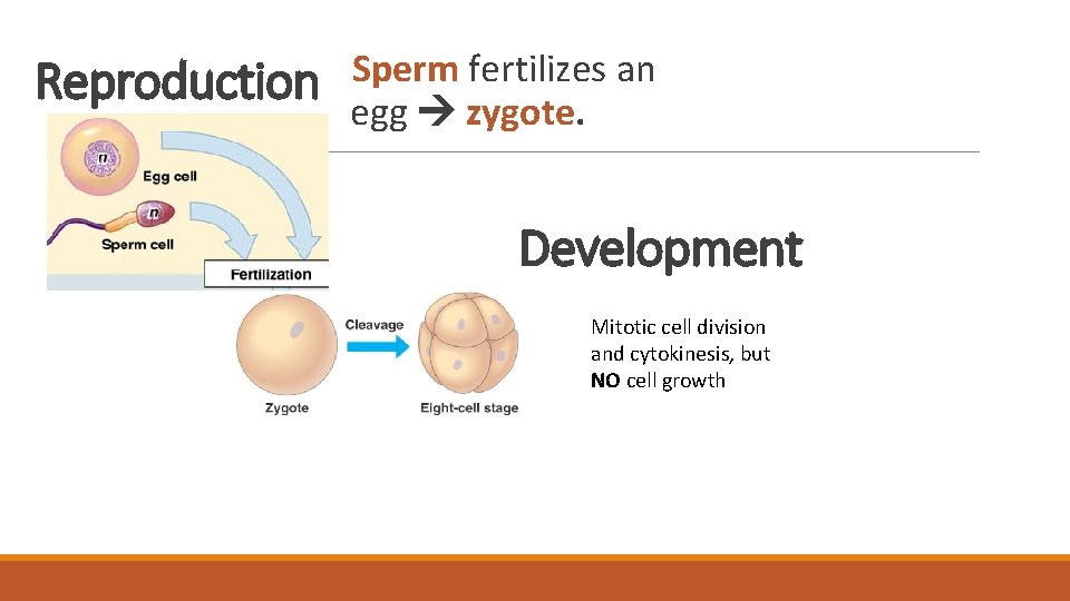 Reproduction Sperm fertilizes an egg zygote. Development Mitotic cell division and cytokinesis, but NO Reproduction Sperm fertilizes an egg zygote. Development Mitotic cell division and cytokinesis, but NO