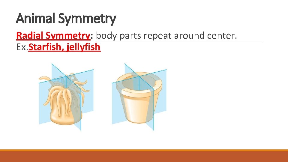 Animal Symmetry Radial Symmetry: body parts repeat around center. Ex. Starfish, jellyfish Animal Symmetry Radial Symmetry: body parts repeat around center. Ex. Starfish, jellyfish