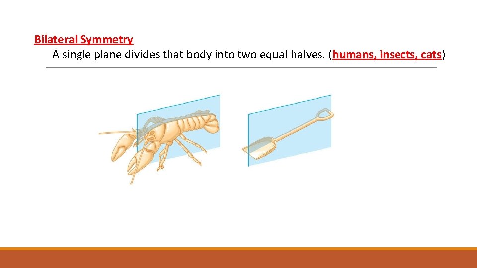 Bilateral Symmetry A single plane divides that body into two equal halves. (humans, insects, Bilateral Symmetry A single plane divides that body into two equal halves. (humans, insects,