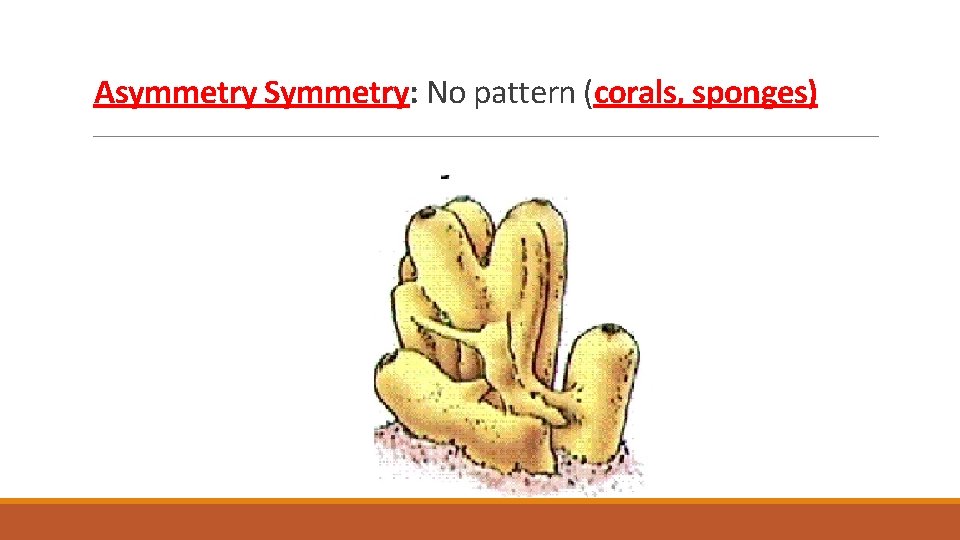Asymmetry Symmetry: No pattern (corals, sponges) Asymmetry Symmetry: No pattern (corals, sponges)