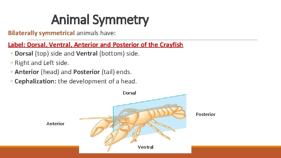 Animal Symmetry Bilaterally symmetrical animals have: Label: Dorsal, Ventral, Anterior and Posterior of the Animal Symmetry Bilaterally symmetrical animals have: Label: Dorsal, Ventral, Anterior and Posterior of the