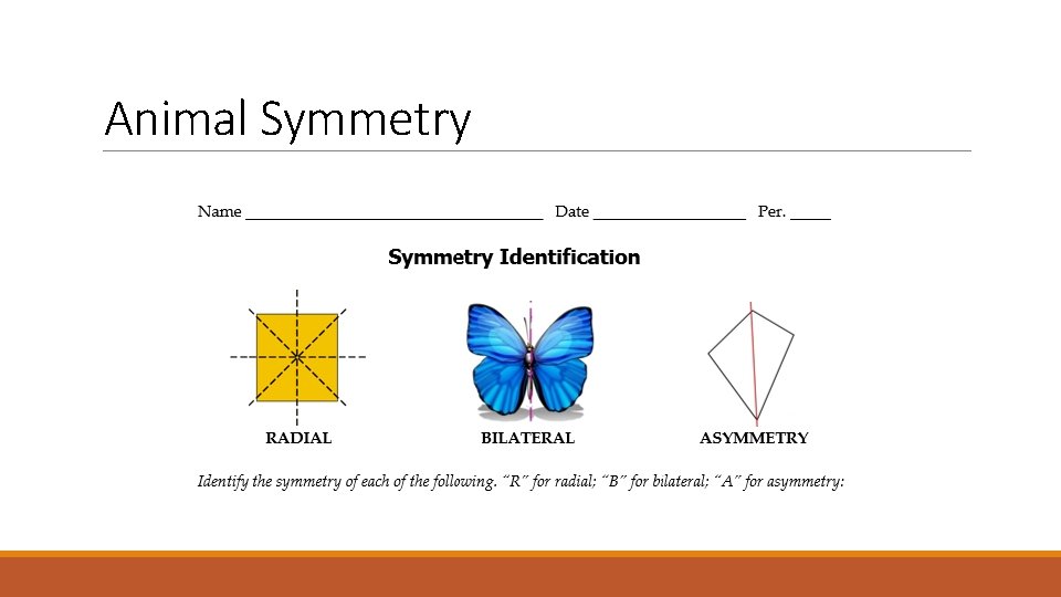 Animal Symmetry Animal Symmetry
